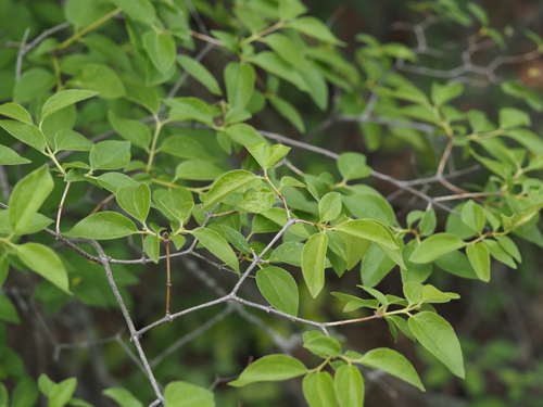 Covelo Mock Orange foliage