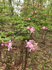 Rhododendron prinophyllum