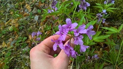 Cardamine pentaphyllos