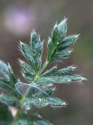 Argentinian biddy-biddy (Acaena pinnatifida)