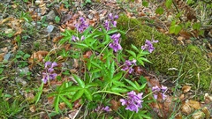 Cardamine pentaphyllos