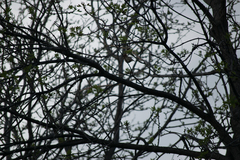 Haemorhous mexicanus