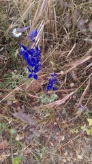 Delphinium hesperium