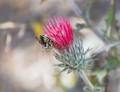 Trachusa timberlakei