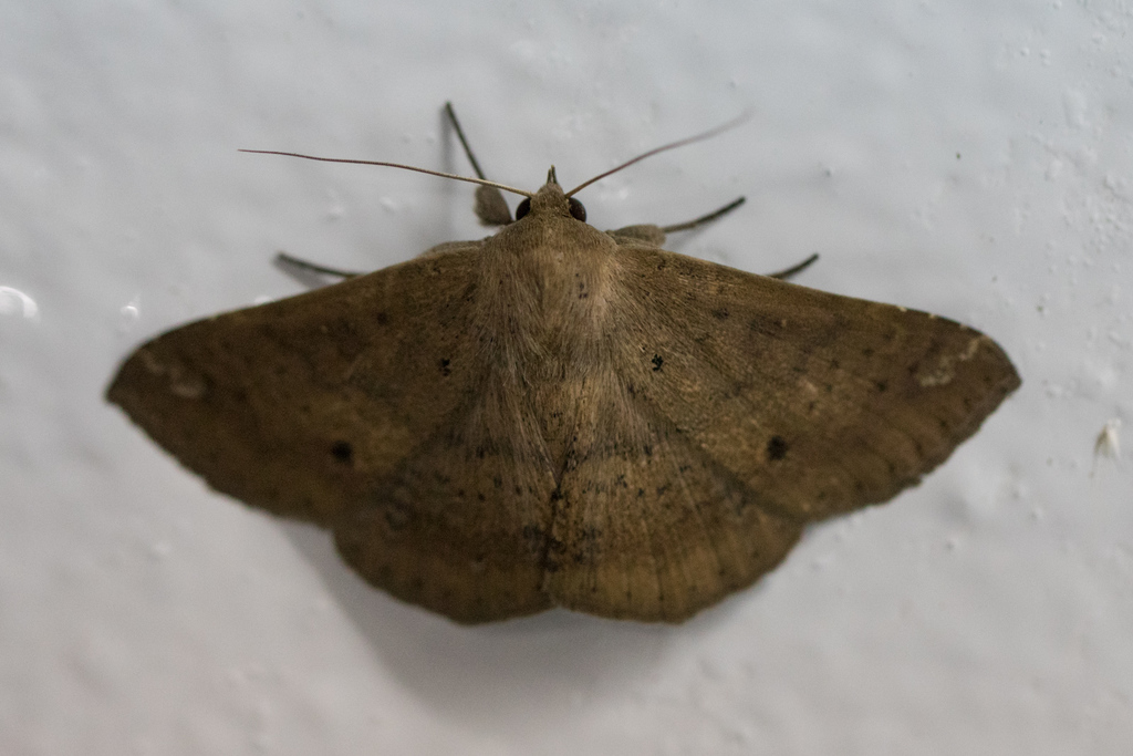 Ericeia leichardtii
