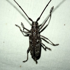 Monochamus