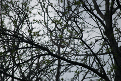 Haemorhous mexicanus