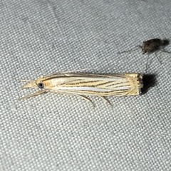 Crambus multilinellus