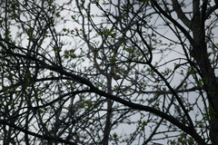 Haemorhous mexicanus