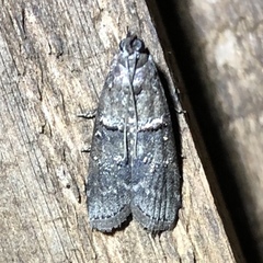 Acrobasis caryae