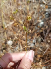 Trifolium microdon