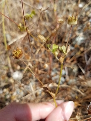 Trifolium microdon