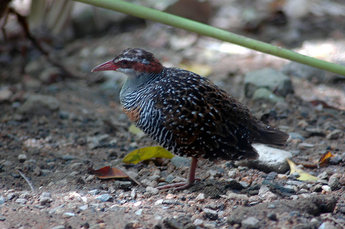 Buff-banded Rail (Birds of Timor-Leste) · iNaturalist