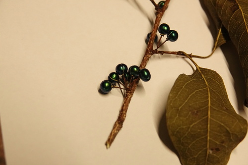 Margaritaria dubium-traceyi, 2024-05-25
