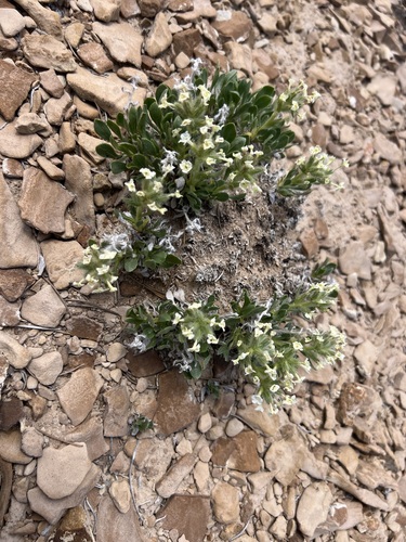 Image of Oreocarya jonesiana by (c) Jared Shorma, some rights reserved (CC BY)