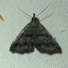 Phalaenostola larentioides