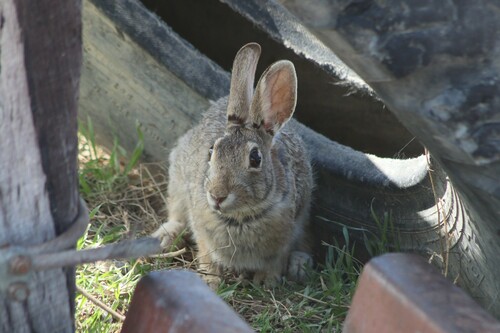 Mountain Cottontail photographed in Nebraska
