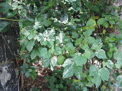 Ampelopsis glandulosa