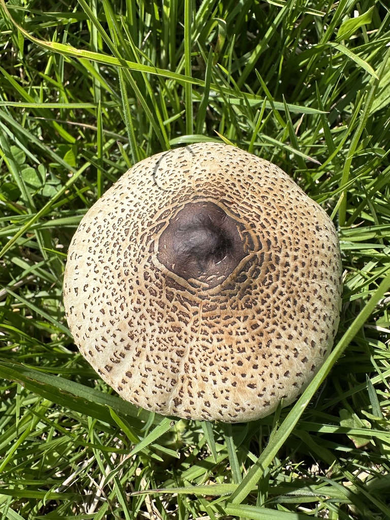 Macrolepiota colombiana · May 2024 · photo: © nbareschu (iNaturalist, cc-by)