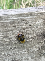 Bombus pratorum