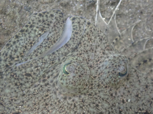 Bigmouth sanddab (Citharichthys gilberti) — Paralichthyidae — 5
