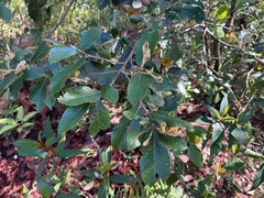 Quercus lanata, photograph (c) Forest Botial-Jarvis, some rights reserved (CC BY)