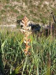 Orobanche minor