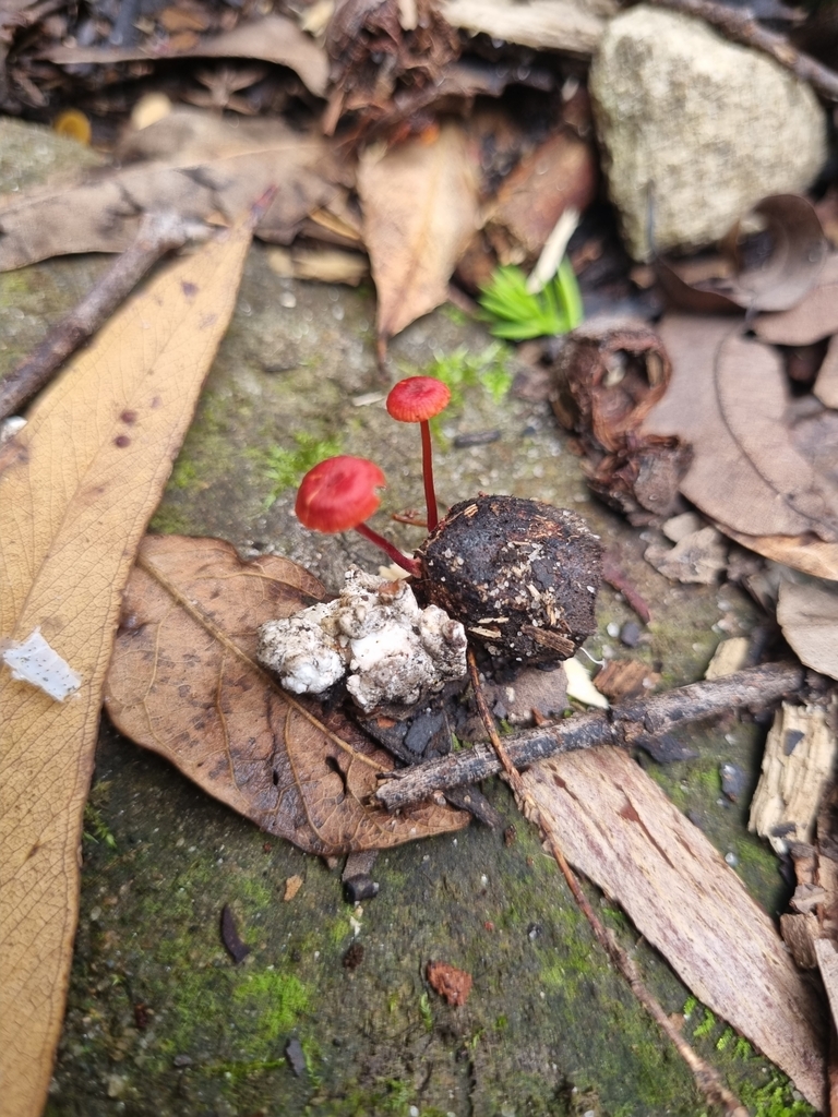 Ruby Bonnot ruby bonnet from Lindfield NSW 2070, Australia on May 25, 2024 at 09:53 ...