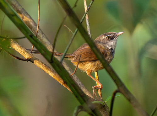 Hill Prinia (Prinia superciliaris), photo 8