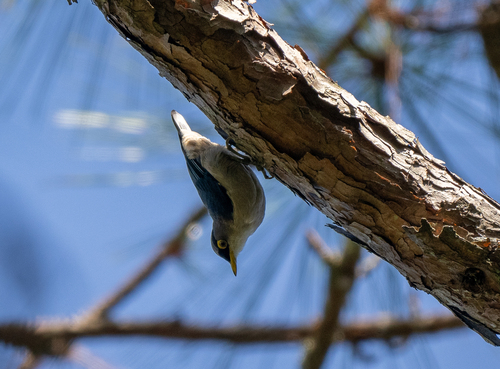 Yellow-billed Nuthatch (Sitta solangiae), photo 4