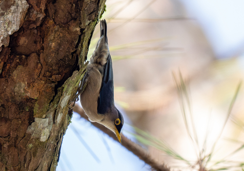Yellow-billed Nuthatch (Sitta solangiae), photo 5