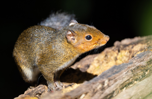 Asian Red-cheeked Squirrel