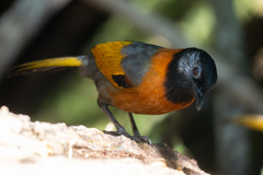 Collared Laughingthrush photo 2