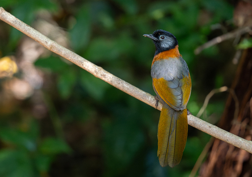 Collared Laughingthrush (Trochalopteron yersini), photo 9