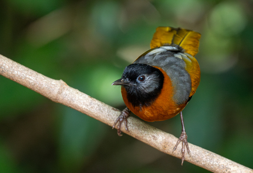 Collared Laughingthrush (Trochalopteron yersini), photo 7
