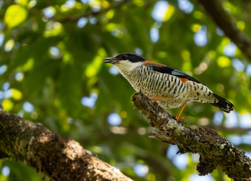 Vietnamese Cutia (Cutia legalleni), photo 4