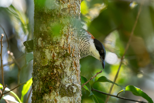 Vietnamese Cutia (Cutia legalleni), photo 8
