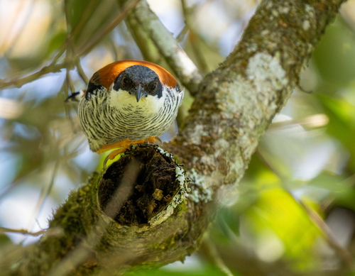 Vietnamese Cutia (Cutia legalleni), photo 9