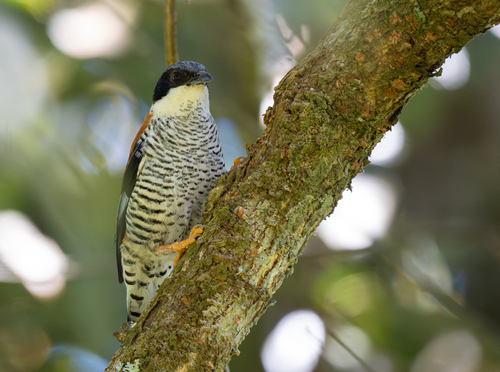 Vietnamese Cutia (Cutia legalleni), photo 10
