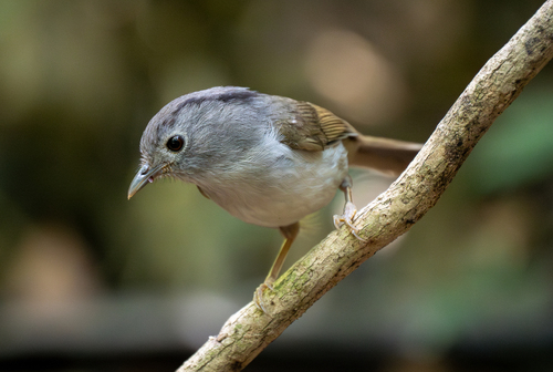Mountain Fulvetta (Alcippe peracensis), photo 4