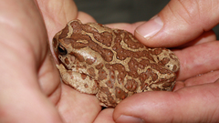 Sclerophrys mauritanica