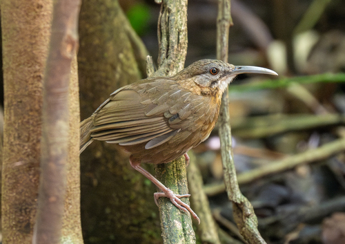 Short-tailed Scimitar Babbler (Napothera danjoui), photo 5