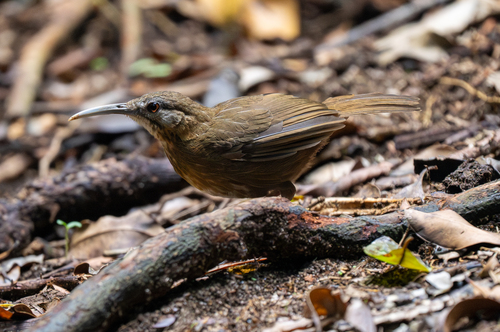 Short-tailed Scimitar Babbler (Napothera danjoui), photo 8