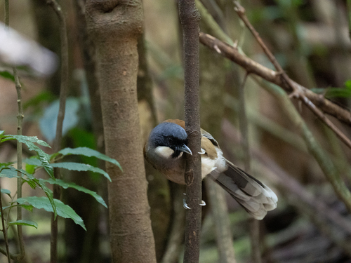 White-cheeked Laughingthrush (Pterorhinus vassali), photo 3