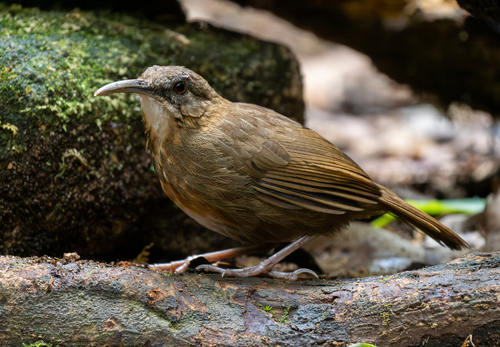 Short-tailed Scimitar Babbler (Napothera danjoui), photo 7