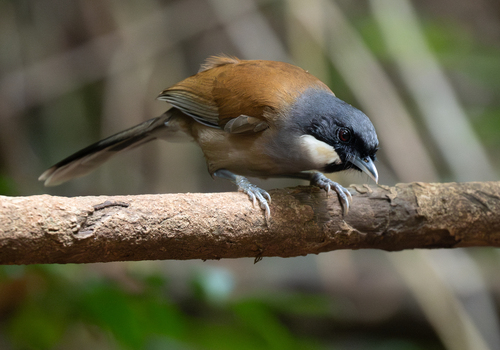 White-cheeked Laughingthrush (Pterorhinus vassali), photo 6