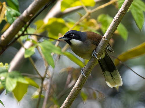 White-cheeked Laughingthrush (Pterorhinus vassali)