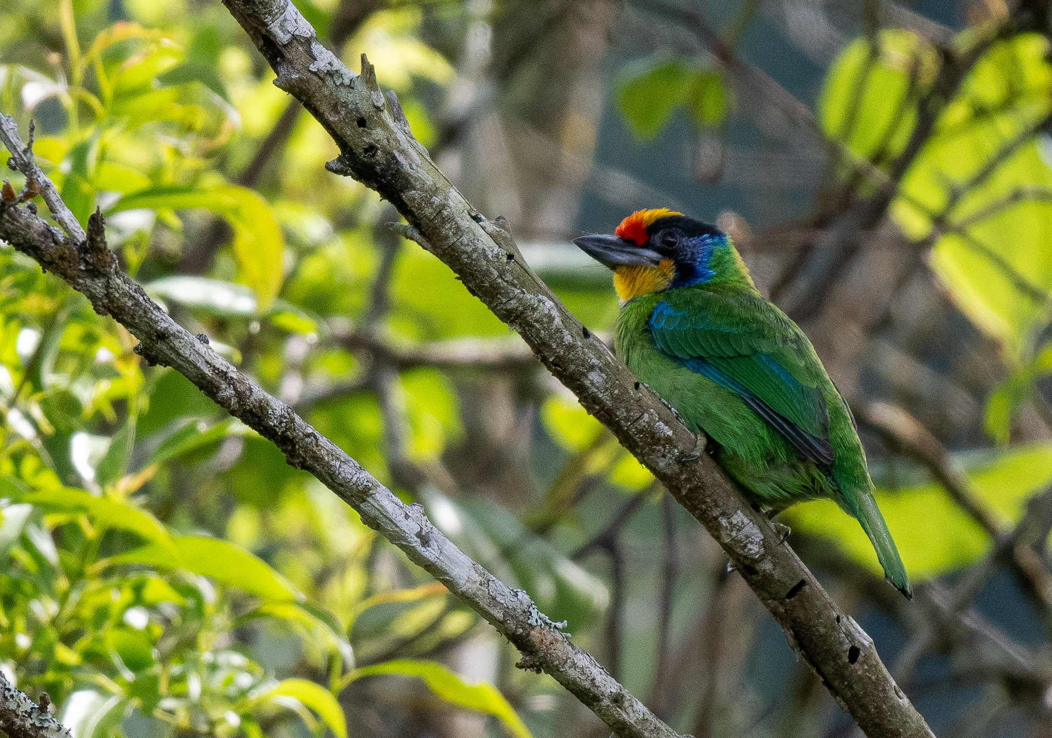 Necklaced Barbet (Psilopogon auricularis), photo 5