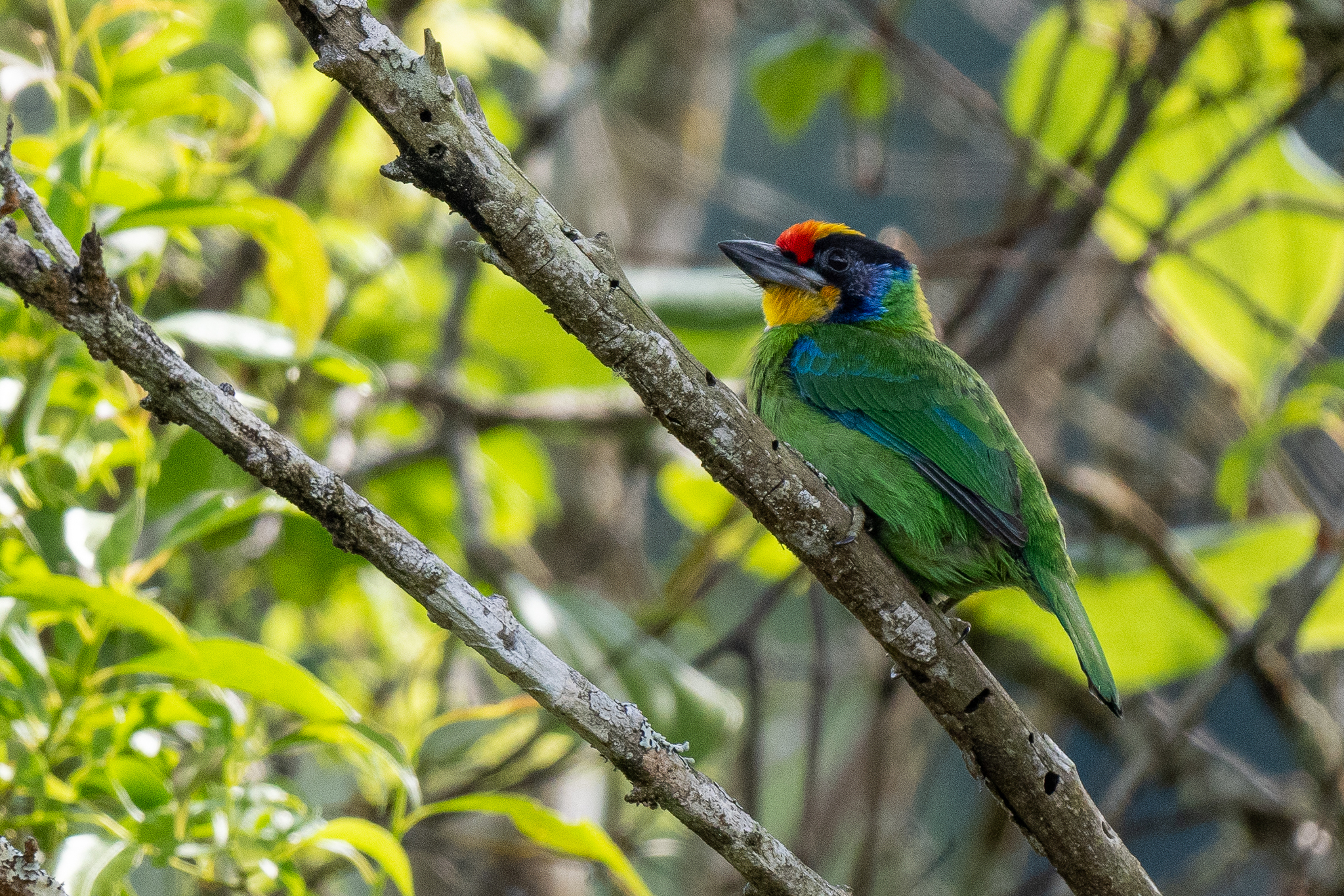 Necklaced Barbet (Psilopogon auricularis), photo 6