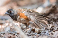 Pipilo maculatus socorroensis